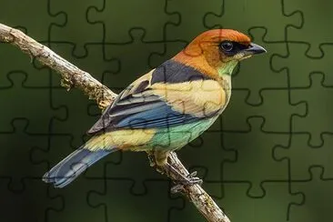 Imagem jigsaw puzzle