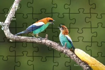 Imagem jigsaw puzzle