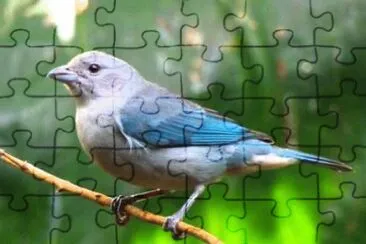 פאזל של Imagem