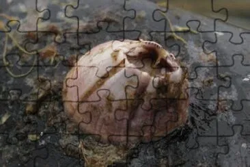 Dente di cane jigsaw puzzle