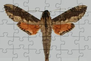 Erinnys crameri jigsaw puzzle