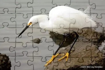 natural jigsaw puzzle