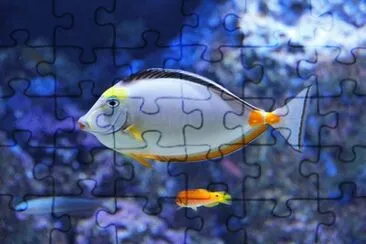 פאזל של Imagem