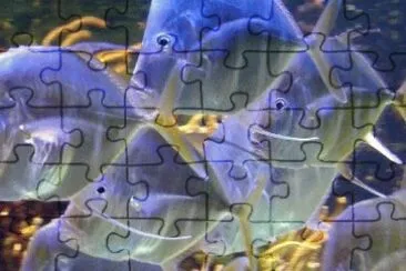 Imagem jigsaw puzzle