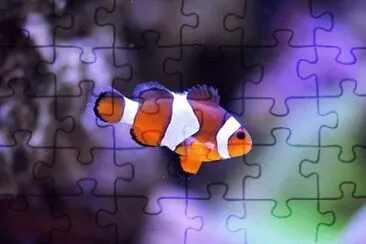 Imagem jigsaw puzzle