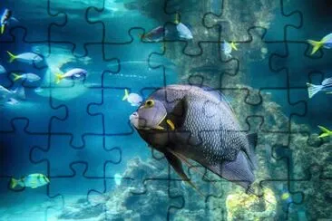 Imagem jigsaw puzzle