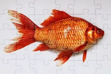 Imagem jigsaw puzzle