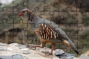 Pernice sarda jigsaw puzzle