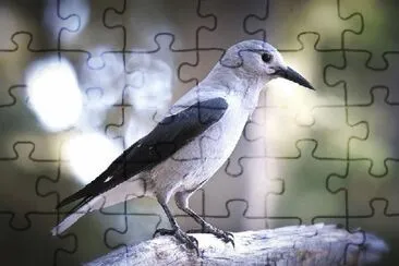 Nocciolaia di clark jigsaw puzzle
