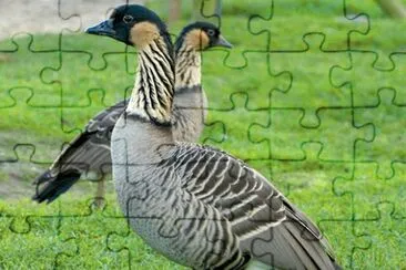 Oca delle hawaii jigsaw puzzle