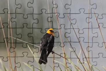 Merlo testagialla jigsaw puzzle
