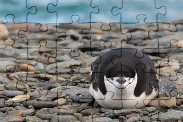 Pigoscelide antartico jigsaw puzzle