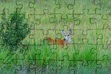 Imagem jigsaw puzzle