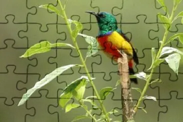 Imagem jigsaw puzzle