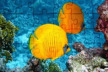 Imagem jigsaw puzzle