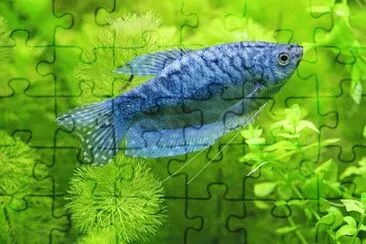 Imagem jigsaw puzzle