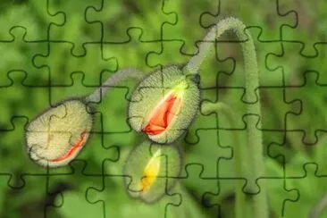 Imagem jigsaw puzzle