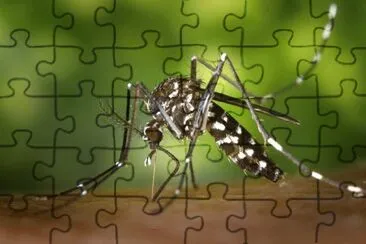 Imagem jigsaw puzzle