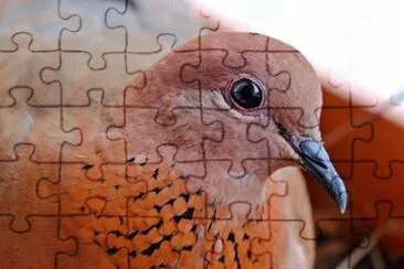 Imagem jigsaw puzzle