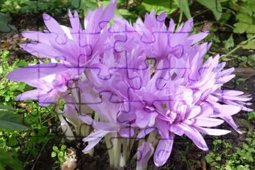 Colchiques jigsaw puzzle