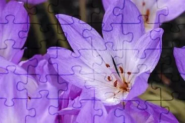 Colchiques jigsaw puzzle