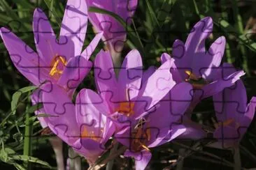 Colchiques jigsaw puzzle