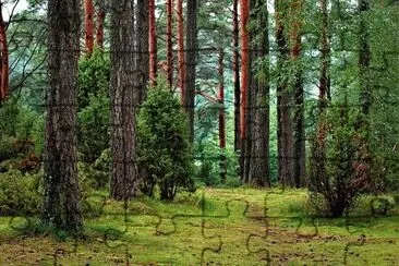 Imagem jigsaw puzzle