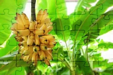 Imagem jigsaw puzzle