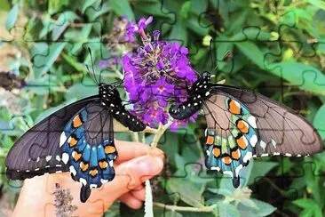 natural jigsaw puzzle