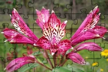 flores