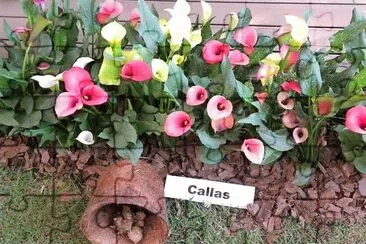 flores