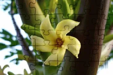 Fleur de papayer