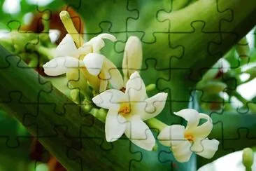 Fleur de papayer
