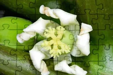 Fleur de papayer