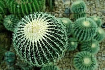 Imagem jigsaw puzzle