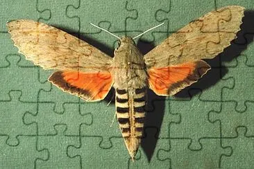 Erinnys ello jigsaw puzzle