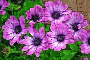 Imagem jigsaw puzzle