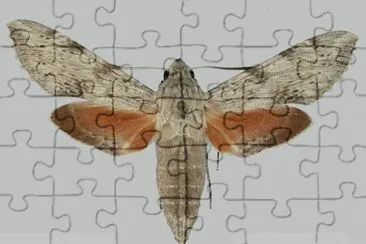 Erinnys obscura jigsaw puzzle
