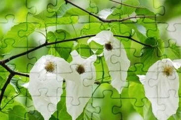 פאזל של Arbre aux mouchoirs