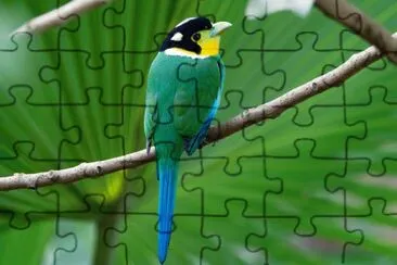 Beccolargo codalunga jigsaw puzzle