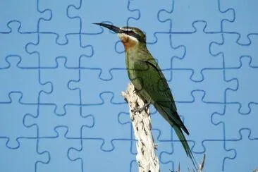 Gruccione del madagascar