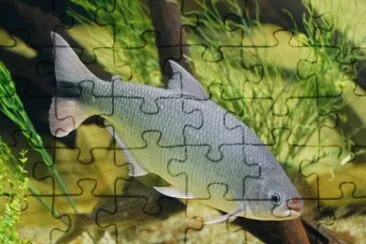 Imagem jigsaw puzzle