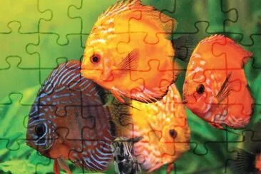 Imagem jigsaw puzzle