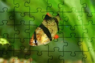 Imagem jigsaw puzzle