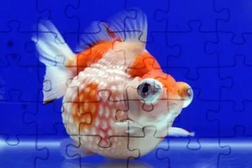 Imagem jigsaw puzzle