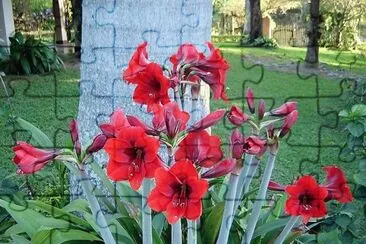 flores
