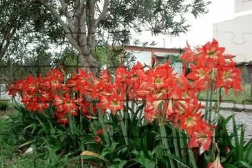 flores