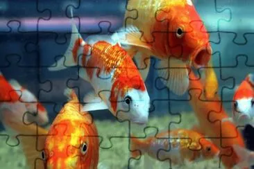 Imagem jigsaw puzzle