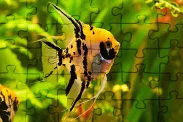 Imagem jigsaw puzzle