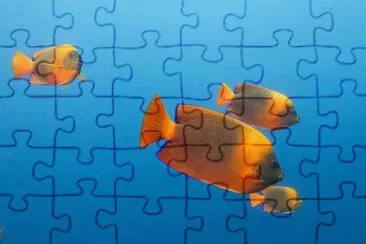 Imagem jigsaw puzzle